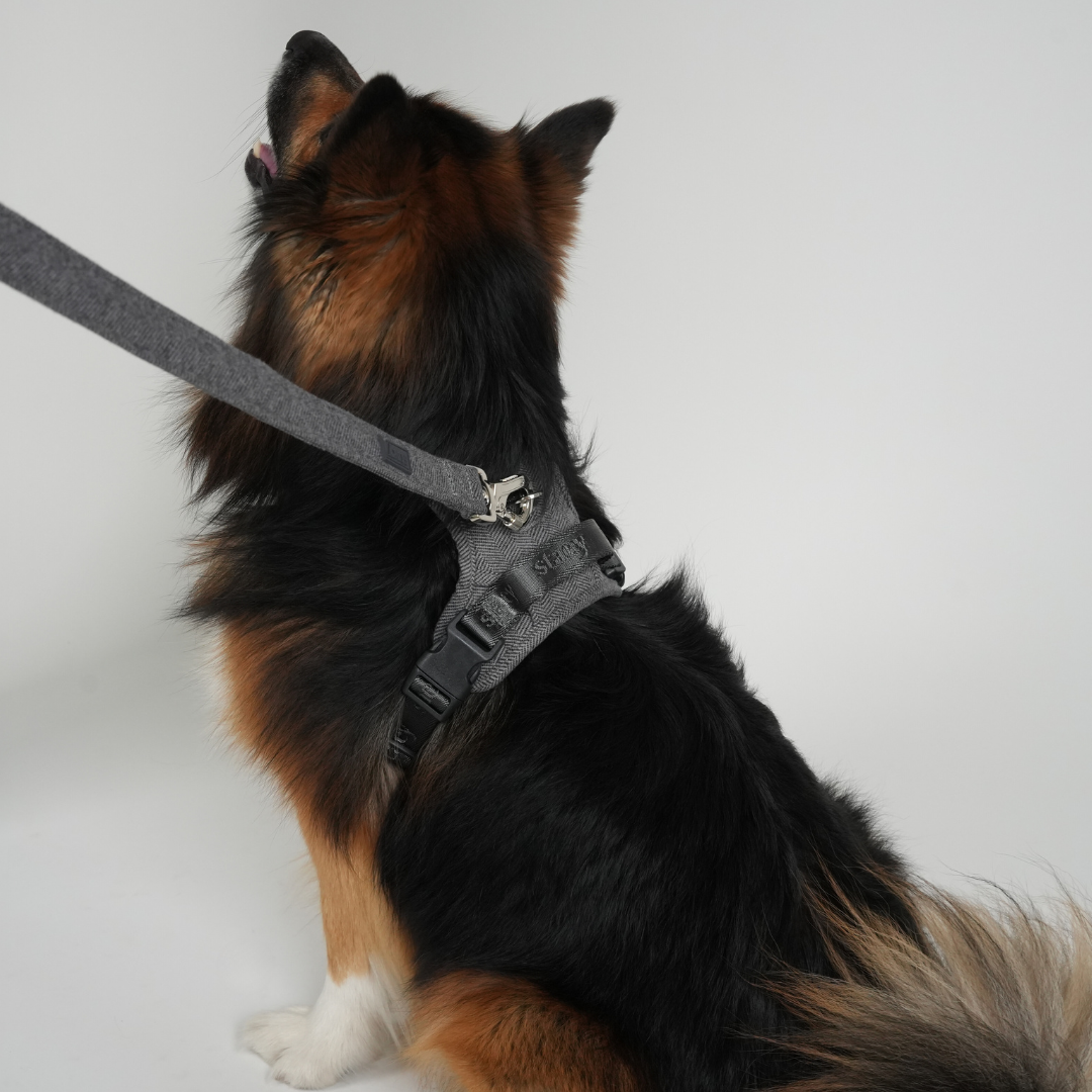 Elma Dog Leash