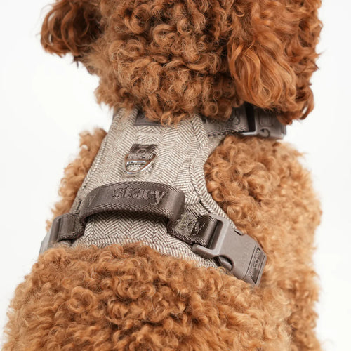 Brown dog wearing a gray harness with 'Staey' branding on a white background