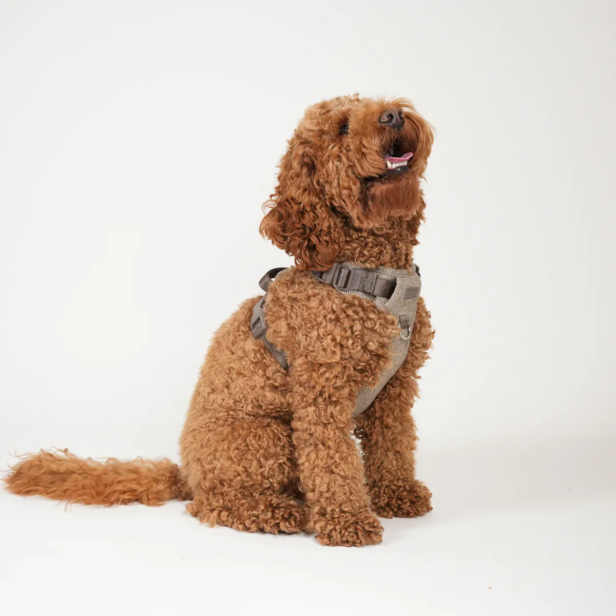 Brown dog wearing a harness on a white background