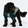 Black dog wearing a green raincoat on a white background