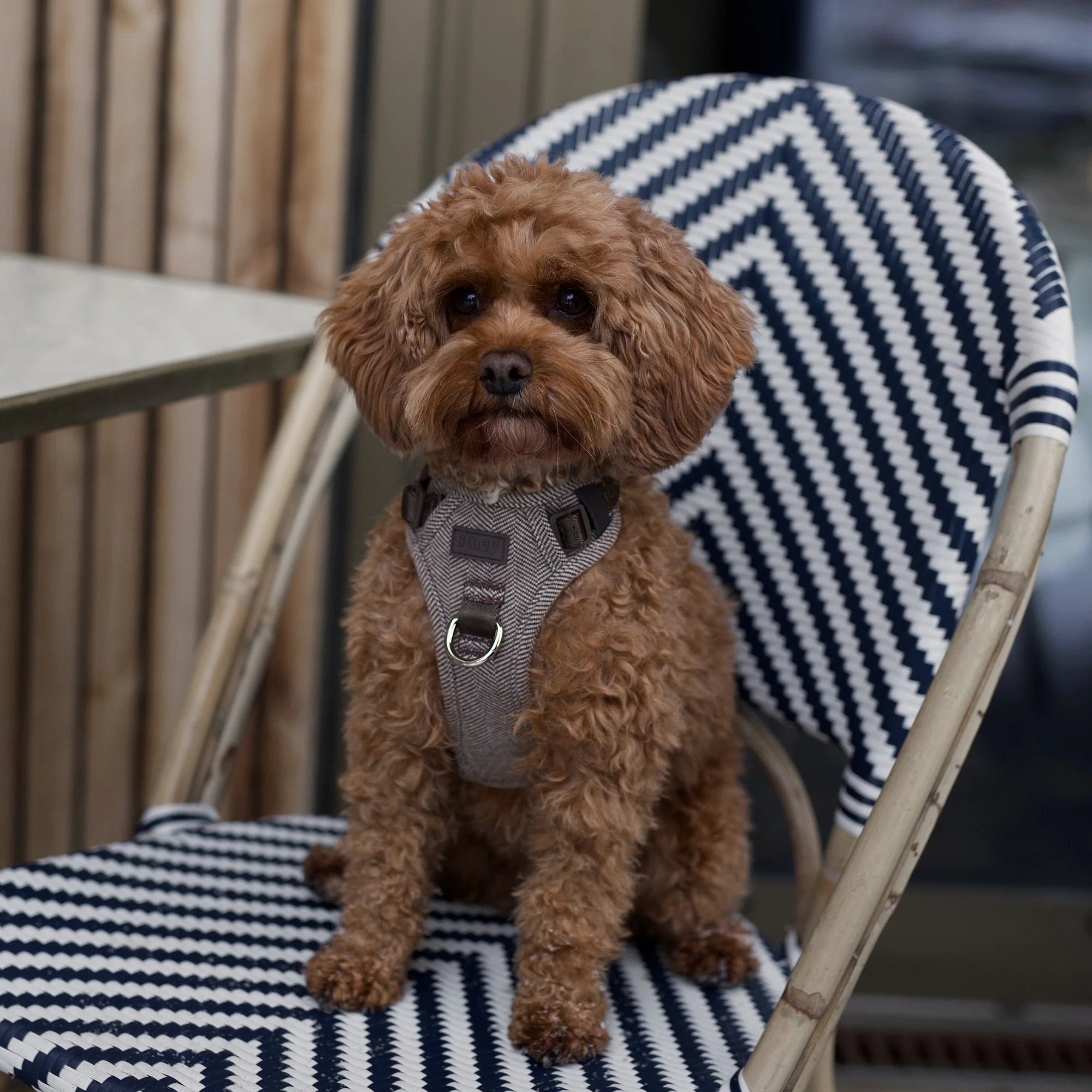 Small brown dog sitting on a striped chair