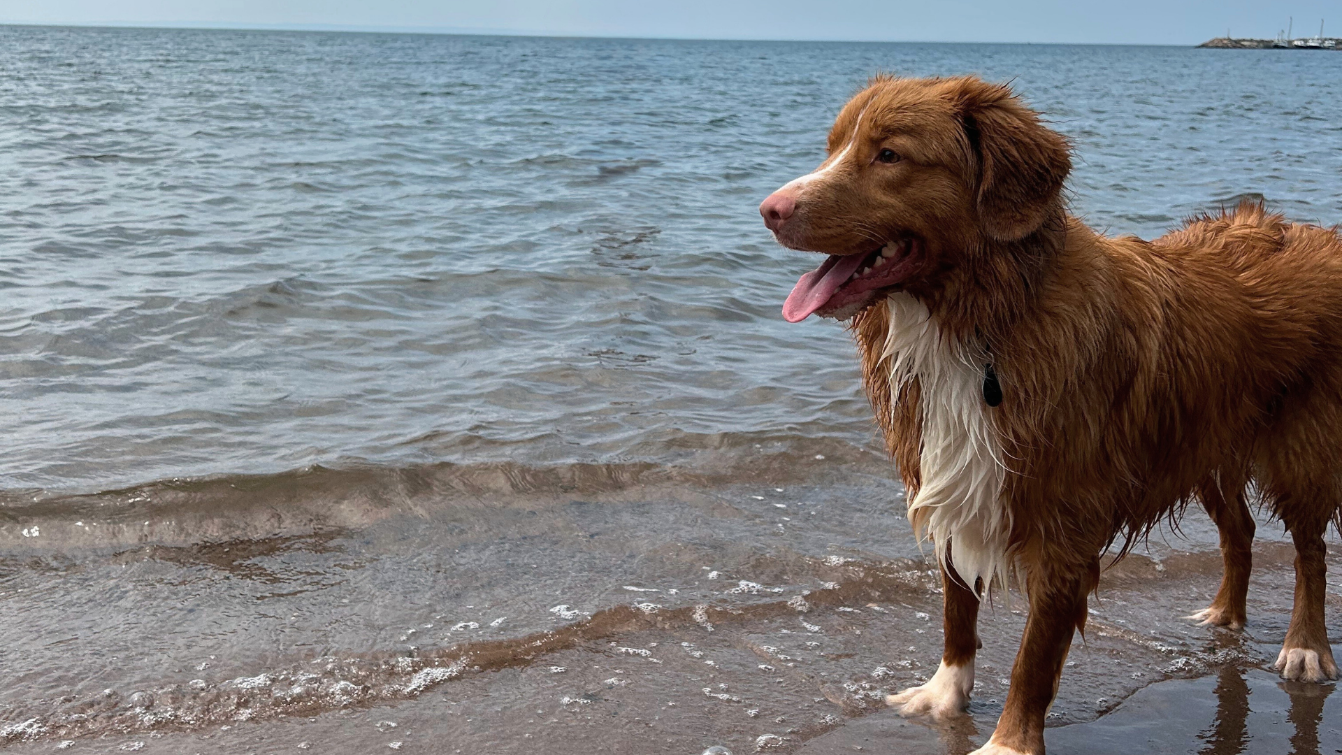 Brown dog standing on a beach with water in the background
