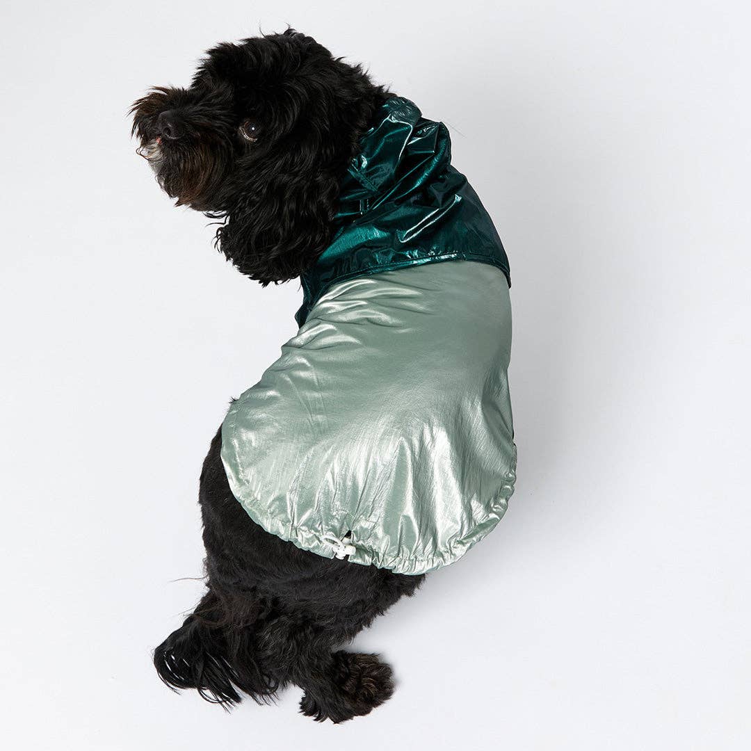 Black dog wearing a shiny teal raincoat on a white background