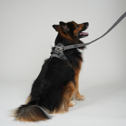 Elma Dog Leash