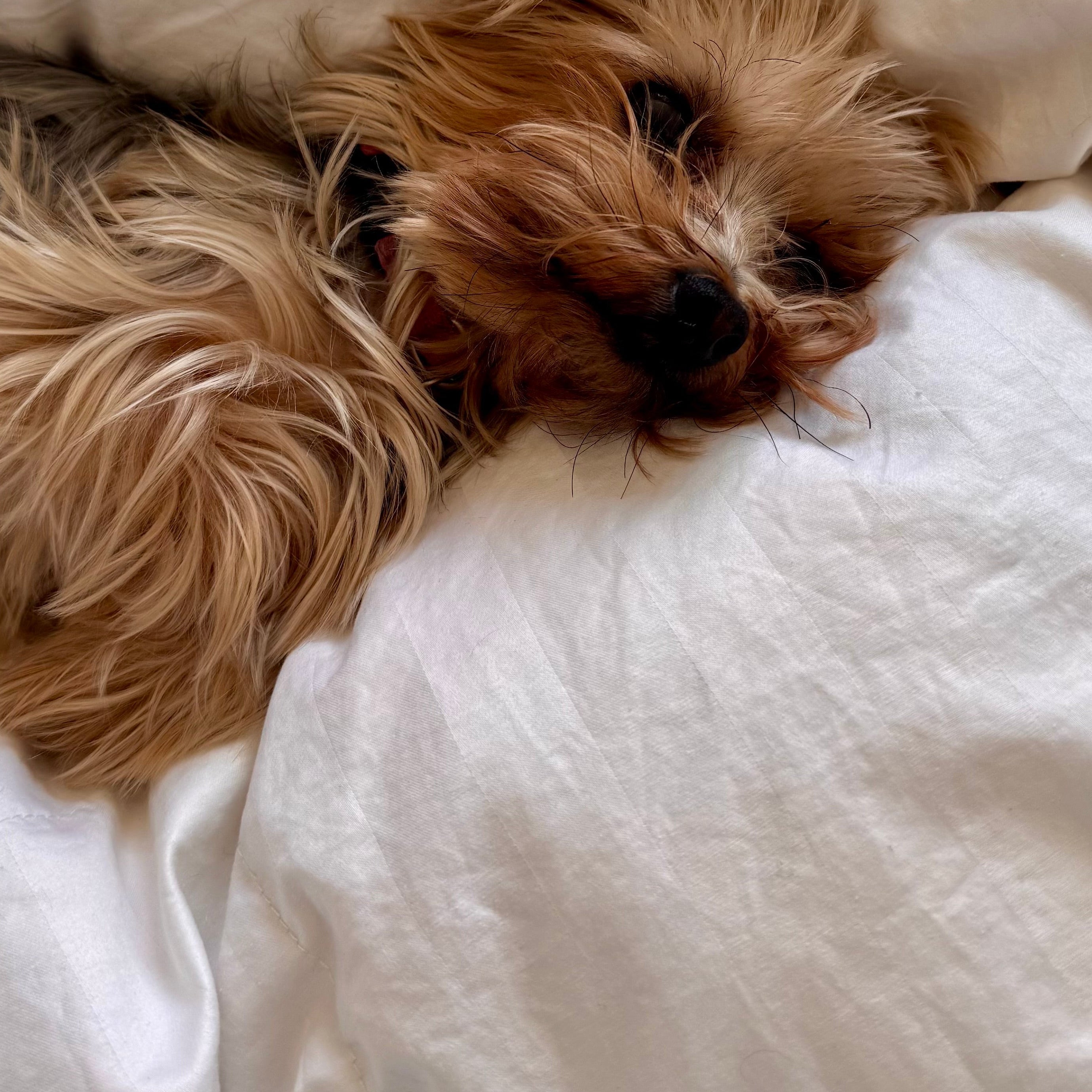 Small dog lying on a white bedspread